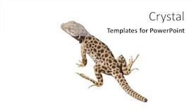  Presentation with blue water splash isolated - Presentation theme enhanced with blunt-nose-leopard-lizard-isolated background and a white colored foreground