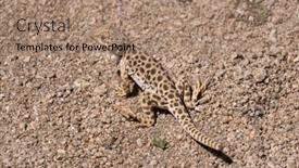  Presentation with california - Slide deck having blunt-nose-leopard-lizard background and a coral colored foreground
