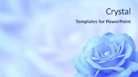  Presentation with blue rose - Cool new presentation theme with background with rose of blue backdrop and a sky blue colored foreground