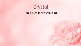  Presentation with color pink - Presentation enhanced with blurred-background-with-rose background and a lemonade colored foreground