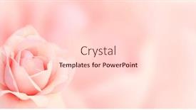  Presentation with color pink - Cool new PPT theme with blurred-background-with-rose backdrop and a lemonade colored foreground