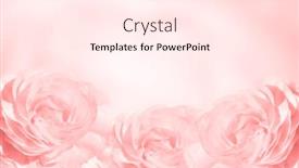  Presentation with wedding card - Beautiful presentation theme featuring blurred-background-with-three-roses backdrop and a pink colored foreground