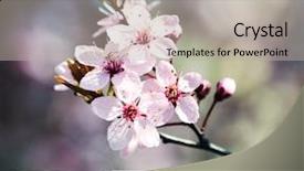  Presentation with empty of wood table top - Theme featuring blurred blooming tree on background background and a light gray colored foreground