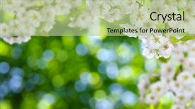  Presentation with blurred flowers - PPT theme consisting of blurred nature background spring flowers background and a mint green colored foreground