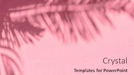  Presentation with palm leaves - Presentation consisting of blurred-shadow-of-tropical-palm background and a lemonade colored foreground