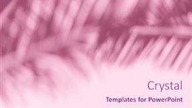  Presentation with palm leaves - Presentation theme with blurred-shadow-of-tropical-palm background and a pink colored foreground