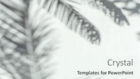  Presentation with palm leaves - Presentation featuring blurred-shadow-of-tropical-palm background and a sky blue colored foreground