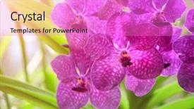  Presentation with green color - Audience pleasing slide set consisting of blurred sunny background of green backdrop and a lilac colored foreground