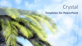  Presentation with palm tree - PPT layouts having blurry-background-image-of-palm background and a sky blue colored foreground