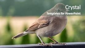  Presentation with railing - PPT layouts having blyth's reed warbler sitting background and a gray colored foreground