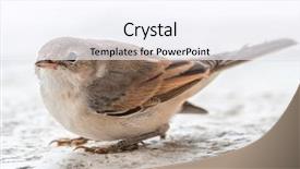  Presentation with white holstein friesian dairy cow - Presentation design enhanced with blyth's reed warbler sitting background and a sky blue colored foreground