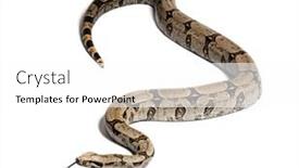  Presentation with tongue - Presentation theme featuring boa-constricteur-sniffing-with-tongue background and a white colored foreground