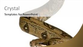  Presentation with background - Cool new presentation theme with boa-constrictor-in-front backdrop and a white colored foreground
