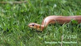  Presentation with animal nature - Presentation theme having boa-constrictor-snake-nature-animal background and a tawny brown colored foreground