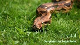  Presentation with animal nature - Beautiful slide deck featuring boa-constrictor-snake-nature-animal backdrop and a tawny brown colored foreground