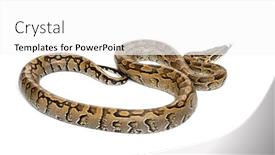  Presentation with white birch tree - PPT theme having boa madagascariensis sanzinia madagascariensis also known as the malagasy tree boa or madagascar tree boa against white background background and a white colored foreground