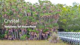  Presentation with swamp - Presentation enhanced with boardwalks-in-the-swamp background and a gray colored foreground