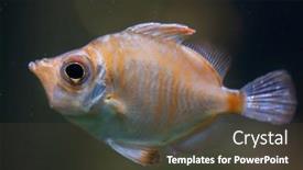  Presentation with marine - PPT theme enhanced with boarfish-capros-aper-marine-fish background and a tawny brown colored foreground