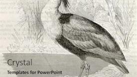  Presentation with old fishing boat - PPT theme having boat-billed-heron-old-illustration background and a light gray colored foreground