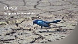  Presentation with pond - Audience pleasing PPT theme consisting of boat tailed grackle male walking on a bottom of a dry pond backdrop and a gray colored foreground