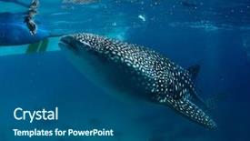  Presentation with whale - PPT theme consisting of boating diversity - whale shark rhincodon typus taking background and a ocean colored foreground