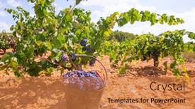  Presentation with wine - Audience pleasing slide set consisting of bobal-harvesting-with-wine-grapes backdrop and a coral colored foreground