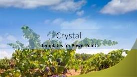  Presentation with wine - PPT layouts having bobal-harvesting-with-wine-grapes background and a light blue colored foreground