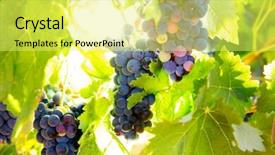  Presentation with vineyard - Amazing slide deck having bobal wine grapes in vineyard raw ready for harvest in mediterranean backdrop and a yellow colored foreground