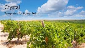  Presentation with harvest - Cool new slide deck with bobal wine grapes ready backdrop and a light blue colored foreground