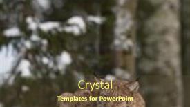  Presentation with forest winter - Audience pleasing presentation design consisting of bobcat-in-the-wild-lynx backdrop and a tawny brown colored foreground