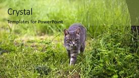  Presentation with taiga boreal forest - Slide set with bobcat walking in a forest background and a yellow colored foreground