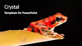  Presentation with poison - PPT layouts having bocas del toro panama background and a black colored foreground