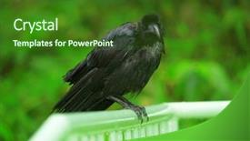  Presentation with crow - Presentation theme enhanced with bode - crow stand on handrail background and a  colored foreground