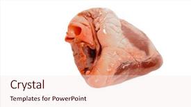  Presentation with heart - Amazing theme having body internal organs - heart isolated on white backdrop and a  colored foreground