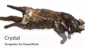  Presentation with cat - Beautiful PPT layouts featuring body internal organs - roadkill cat in state backdrop and a  colored foreground
