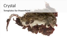  Presentation with white rat - Audience pleasing presentation design consisting of body internal organs - roadkill street rat in state backdrop and a  colored foreground