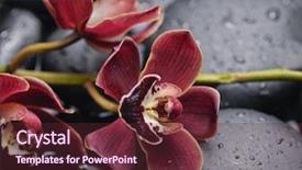  Presentation with mind body - Slide deck having body mind - set of branch red orchid background and a  colored foreground