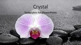  Presentation with mind body - PPT theme with body mind spirit - still life with white orchid background and a  colored foreground