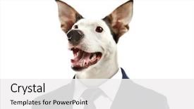  Presentation with head - Cool new presentation design with body transformation - businessman with head of dog backdrop and a white colored foreground