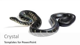  Presentation with python - Presentation enhanced with boelen-s-python-simalia-boeleni background and a white colored foreground