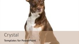  Presentation with old dog - Colorful presentation theme enhanced with boerenfox dog 2 years old sitting against white background backdrop and a coral colored foreground