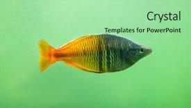  Presentation with freshwater fish - Slides featuring boeseman's rainbowfish melanotaenia boesemani background and a mint green colored foreground