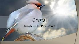  Presentation with bohemian - Cool new slide deck with bohemian waxwing bombycilla garrulus sitting on the twig closeup with shallow dof backdrop and a light gray colored foreground