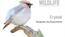  Presentation with bohemian - PPT theme consisting of bohemian waxwing bombycilla garrulus with space for your text background and a white colored foreground