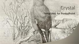  Presentation with bohemian - Amazing theme having bohemian waxwing old illustration bombycilla garrulus created by kretschmer and wendt published on merveilles de la nature bailliere et fils paris 1878 backdrop and a soft green colored foreground