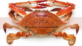  Presentation with crab - Amazing presentation theme having boilded-japanese-blue-crab-isolated backdrop and a red colored foreground