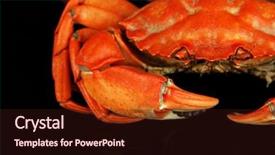  Presentation with crab - Slide set enhanced with boiled crab isolated on black background and a wine colored foreground