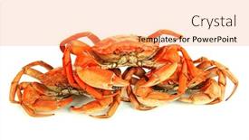  Presentation with crabs - Cool new PPT layouts with boiled-crabs-isolated-on-white backdrop and a coral colored foreground