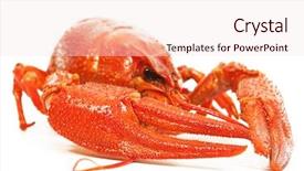  Presentation with boil - Amazing slide set having boiled crawfish close-up isolated backdrop and a sky blue colored foreground