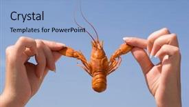  Presentation with boil - Amazing presentation having boiled crayfish in the hands backdrop and a  colored foreground